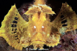 The Weedy Scorpionfish, of the Rhinopias - one of the tru... by Daniel Lamborn 